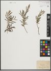 Foto von Salix purpurea L.